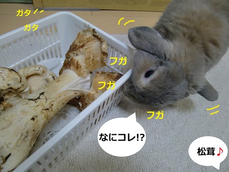 松茸1