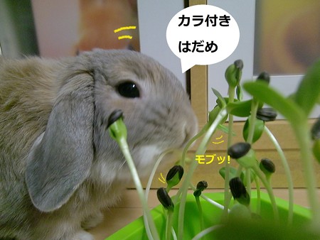 芽を出せ3