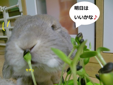 芽を出せ4