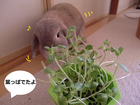 新芽1