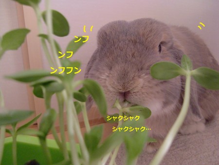 新芽3
