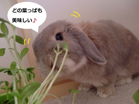 新芽4