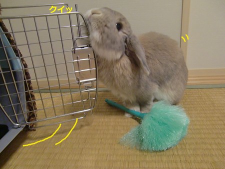 うさんぽ準備2