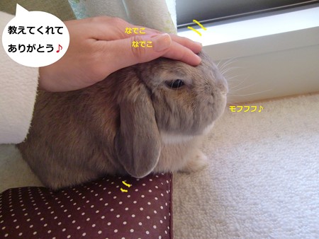咲いた4