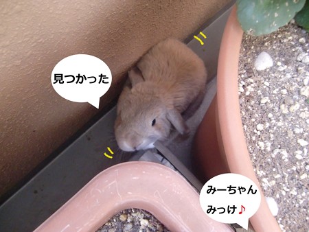 咲いた4