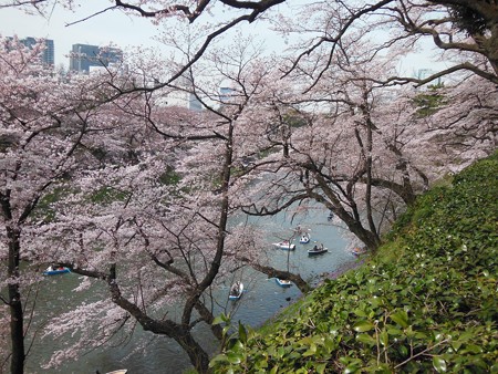 お花見3