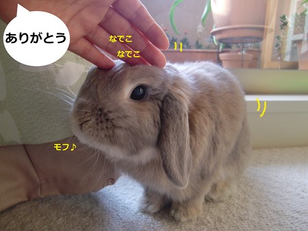 咲いた4