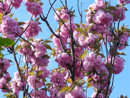 八重桜1