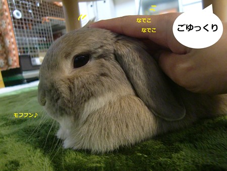 コロン5