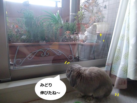 園芸1