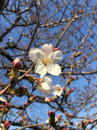 咲き始めた桜