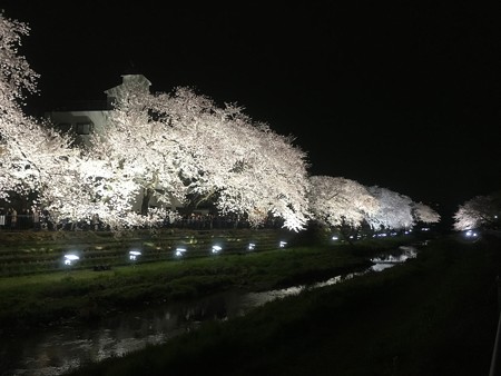 野川の桜　ライトアップ　2016　ー２ー