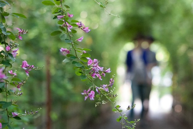 ２４ 向島百花園の萩の花 写真共有サイト フォト蔵