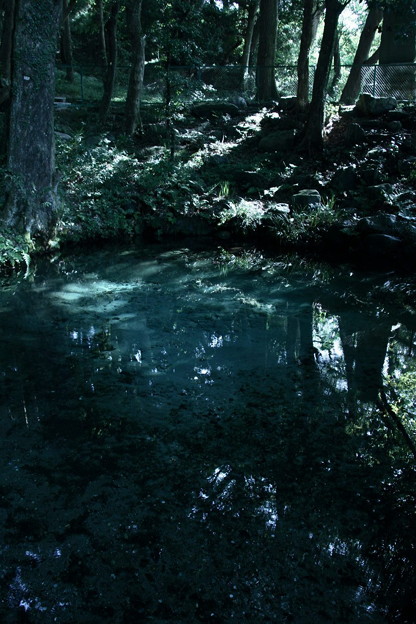 Photos: 泉が森