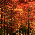 271 小木津山自然公園  紅葉