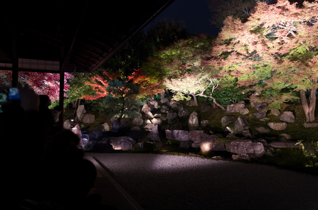 高台寺圓徳院紅葉ライトアップ 1 写真共有サイト フォト蔵