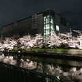 京都夜桜