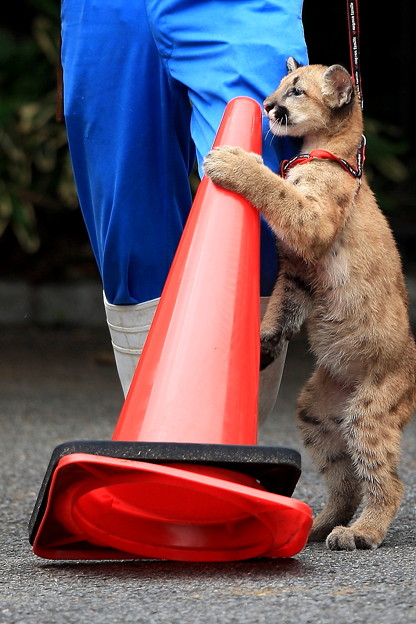 ピューマの赤ちゃん背くらべ
