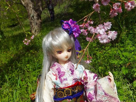 しだれ桜