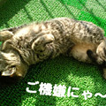 Photos: 2006/3/3-【猫写真】ご機嫌にゃ！
