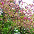 と或る八重桜 (2)