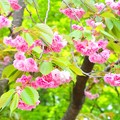 と或る八重桜