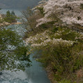 鴛鴦池の桜1