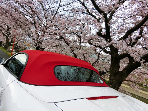 Photos: 赤幌と桜