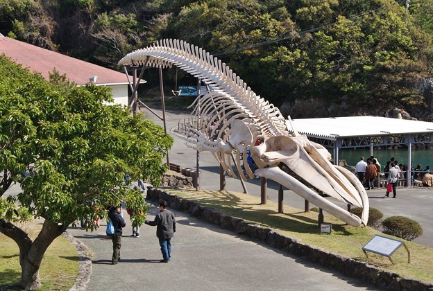 鯨の骨格模型