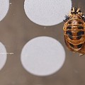 Photos: テントウムシ脱皮済み蛹。（抜け殻）一応垂蛹。（テントウムシ飼育）