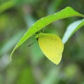 Photos: 黄色の蝶