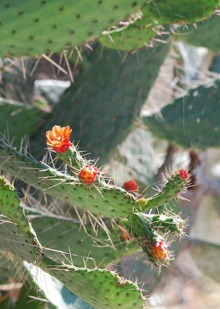 Florida Semaphore Cactus 2-18-16