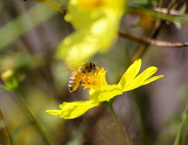 散歩道のキバナコスモスとミツバチ