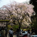 六義園　枝垂れ桜8