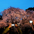 六義園　枝垂れ桜ライトアップ1