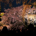 六義園　枝垂れ桜ライトアップ2