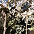 六義園　枝垂れ桜ライトアップ4