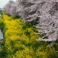 新河岸川の桜と菜の花の競演２