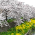 新河岸川の満開の桜