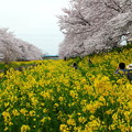 菜の花からの桜風景