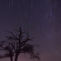 Photos: 星とヤマナシの木