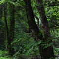 Photos: 1408玉簾の滝そばの木立ち