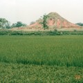 Photos: 穂孕む稲と遺跡､ﾊﾞﾝｸﾞﾗﾃﾞｼｭ Somapuri Vihara  & Green paddy