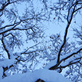 雪化粧の樹