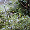 庭に降る雪（2）