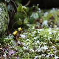 庭の苔と福寿草＆Snow