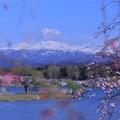 白山と枝垂れ桜