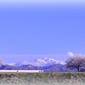 手取川　桜並木と白山