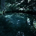 Photos: 泉が森