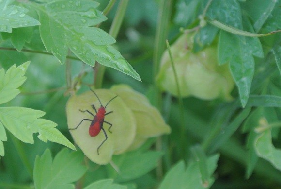 Photos: 青いフウセンカズラの実に赤い甲虫
